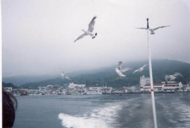 Seagulls - sea birds often found near coasts